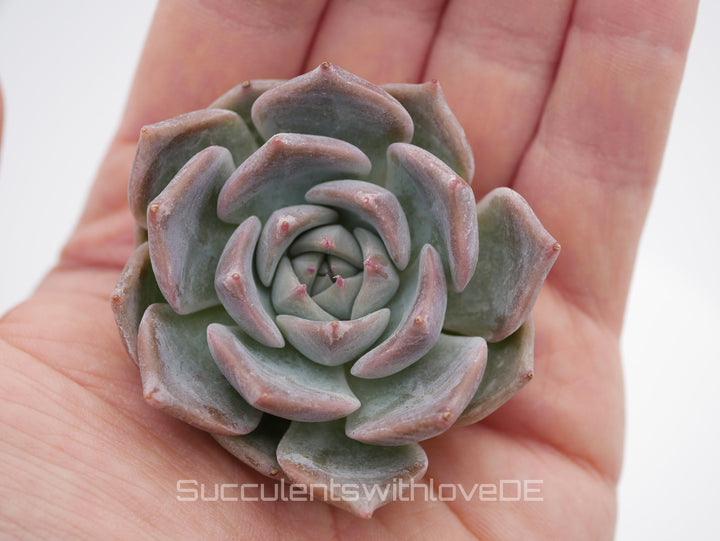 Echeveria 'Pikachu' - schöne und sehr seltene Sukkulente - Pflanze * Korea Import *