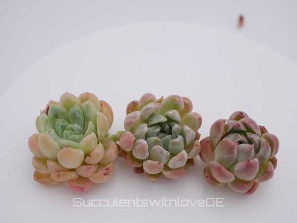 Echeveria 'Cherry Rasberry Ice' - schöne und sehr seltene Sukkulente - Pflanze * Korea Import *