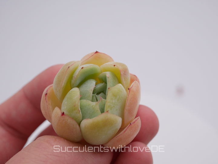 Echeveria 'Cherry Rasberry Ice' - schöne und sehr seltene Sukkulente - Pflanze * Korea Import *