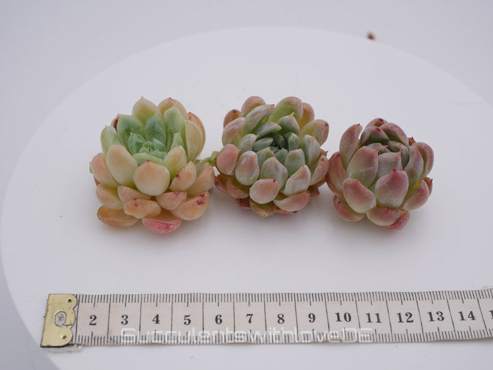 Echeveria 'Cherry Rasberry Ice' - schöne und sehr seltene Sukkulente - Pflanze * Korea Import *