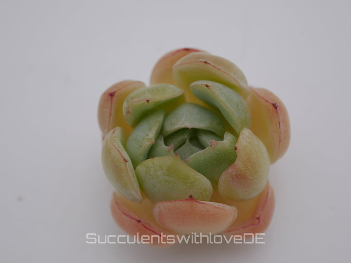 Echeveria 'Cherry Rasberry Ice' - schöne und sehr seltene Sukkulente - Pflanze * Korea Import *