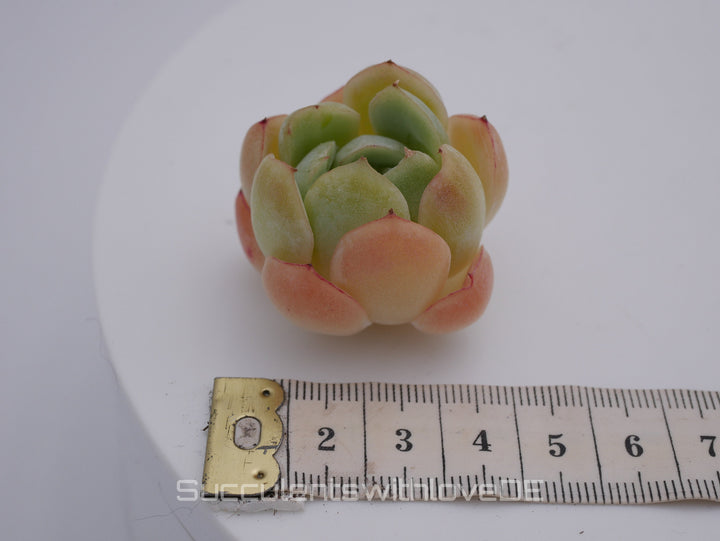 Echeveria 'Cherry Rasberry Ice' - schöne und sehr seltene Sukkulente - Pflanze * Korea Import *