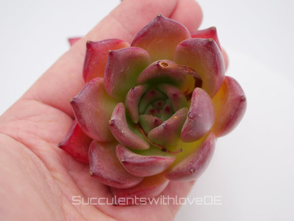 Echeveria 'Honey Pink' - schöne und sehr seltene Sukkulente - Pflanze * Korea Import *