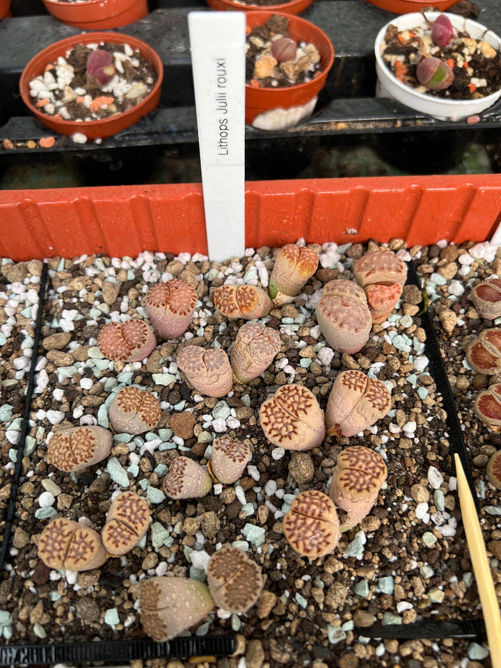 Lithops julii rouxii | double-Lithops | Living Stone | Lebender Stein