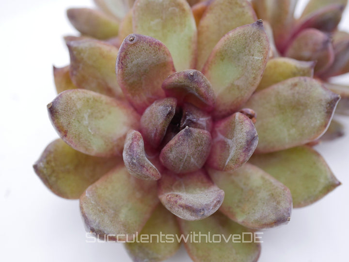 Echeveria 'Red Crystal' - schöne und sehr seltene Sukkulente - Pflanze * Korea Import *
