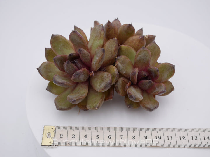 Echeveria 'Red Crystal' - schöne und sehr seltene Sukkulente - Pflanze * Korea Import *