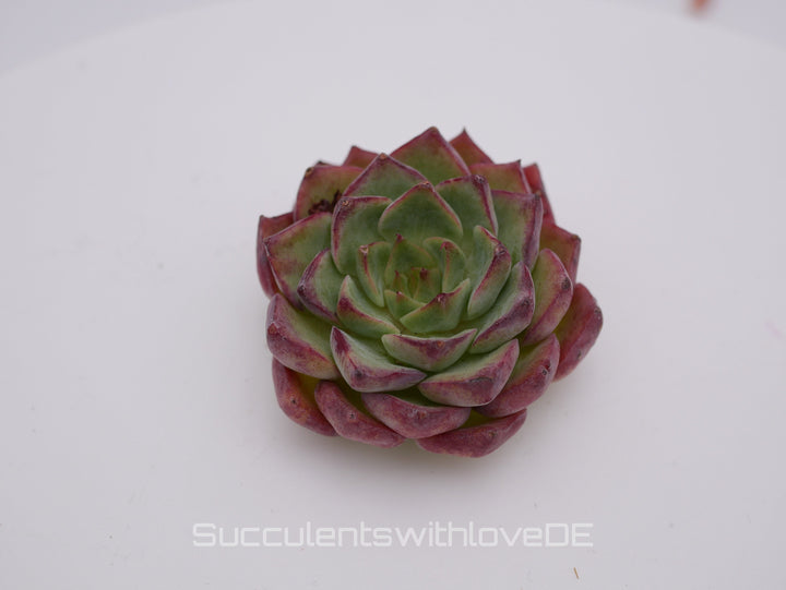 Echeveria 'Little Bird' - schöne und sehr seltene Sukkulente - Pflanze * Korea Import *