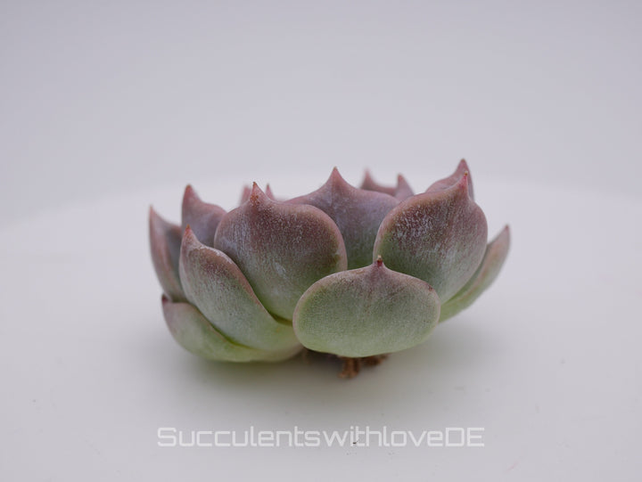 Echeveria 'Pikachu' - schöne und sehr seltene Sukkulente - Pflanze * Korea Import *