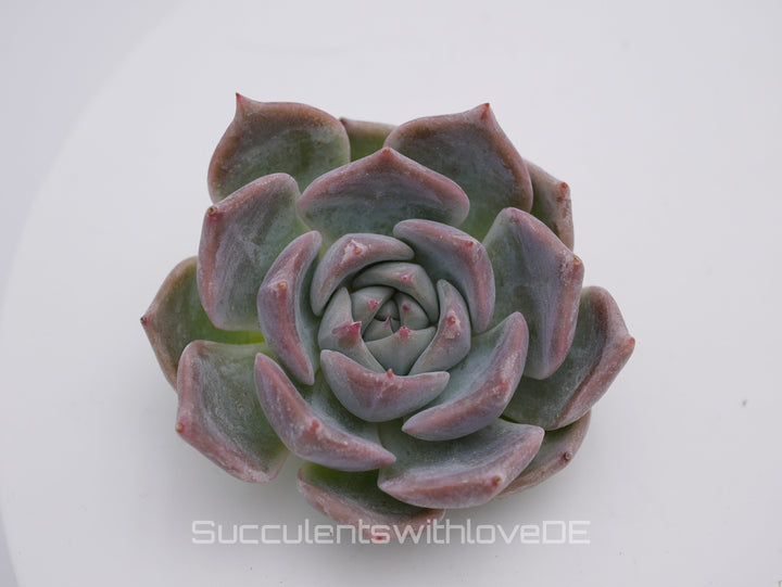 Echeveria 'Pikachu' - schöne und sehr seltene Sukkulente - Pflanze * Korea Import *