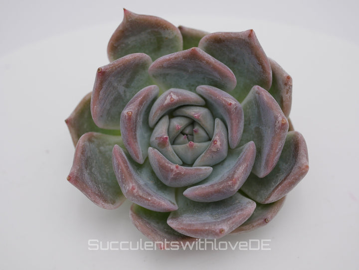 Echeveria 'Pikachu' - schöne und sehr seltene Sukkulente - Pflanze * Korea Import *