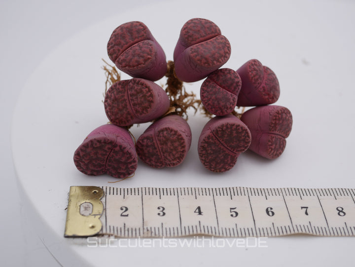 Lithops lesliei Fred's Redhead | double-head | Lithops Living Stone | Lebender Stein