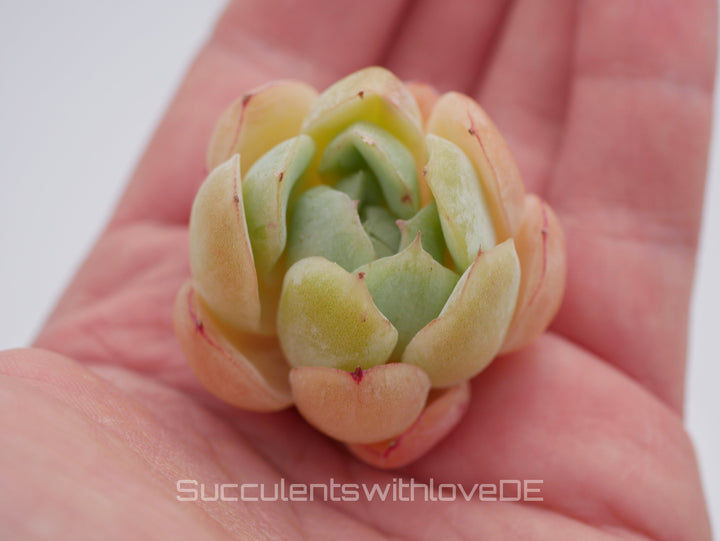 Echeveria 'Cherry Rasberry Ice' - schöne und sehr seltene Sukkulente - Pflanze * Korea Import *