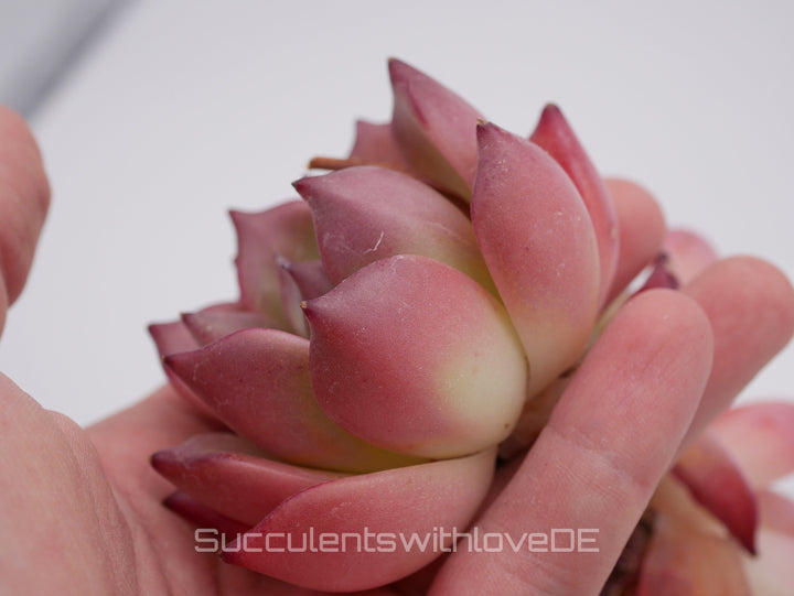 Echeveria 'Honey Pink' - schöne und sehr seltene Sukkulente - Pflanze * Korea Import *