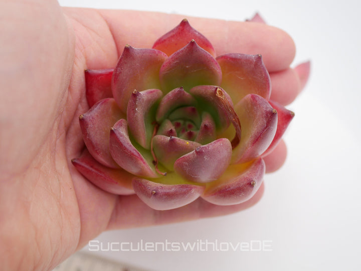 Echeveria 'Honey Pink' - schöne und sehr seltene Sukkulente - Pflanze * Korea Import *