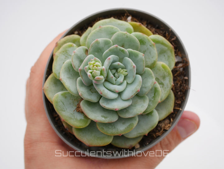 Echeveria 'Mont Blanc' - schöne und seltene Sukkulente - Vermehrungsblatt oder Pflanze