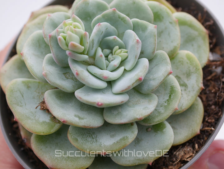 Echeveria 'Mont Blanc' - schöne und seltene Sukkulente - Vermehrungsblatt oder Pflanze