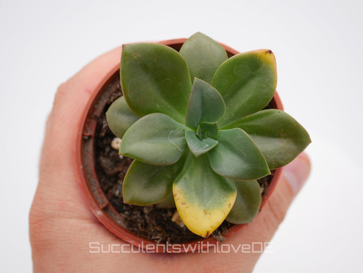 Echeveria 'Chroma' - schöne und seltene Sukkulente - Vermehrungsblatt oder Pflanze