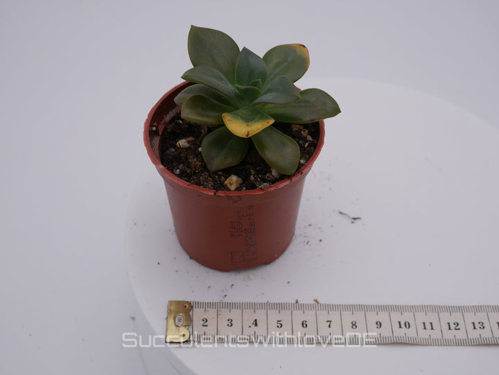 Echeveria 'Chroma' - schöne und seltene Sukkulente - Vermehrungsblatt oder Pflanze