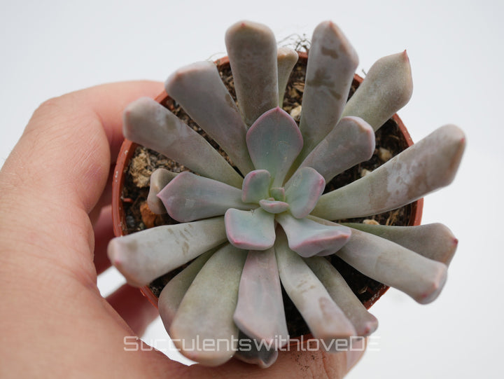 Echeveria 'Lilac spoon' - schöne und seltene Sukkulente - lila Sukkulente - Vermehrungsblatt oder Pflanze