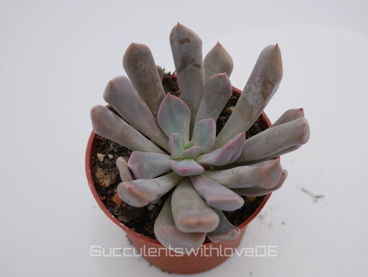 Echeveria 'Lilac spoon' - schöne und seltene Sukkulente - lila Sukkulente - Vermehrungsblatt oder Pflanze