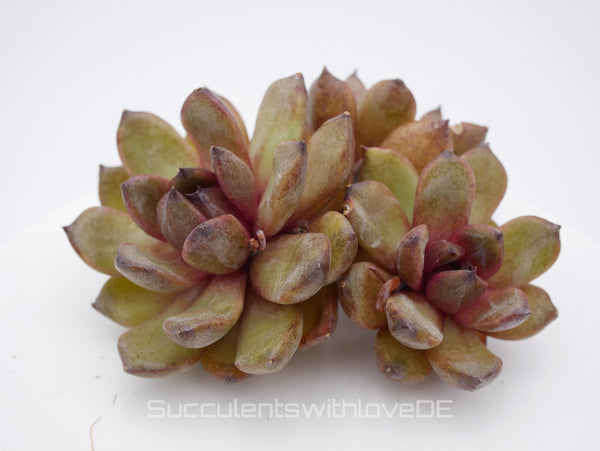 Echeveria 'Red Crystal' - schöne und sehr seltene Sukkulente - Pflanze * Korea Import *