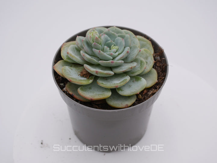 Echeveria 'Mont Blanc' - schöne und seltene Sukkulente - Vermehrungsblatt oder Pflanze