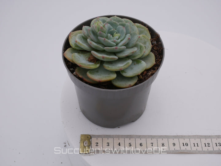 Echeveria 'Mont Blanc' - schöne und seltene Sukkulente - Vermehrungsblatt oder Pflanze