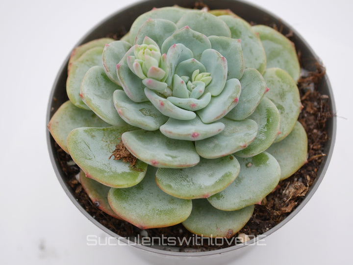 Echeveria 'Mont Blanc' - schöne und seltene Sukkulente - Vermehrungsblatt oder Pflanze