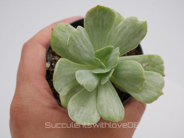 Echeveria 'Mocha' variegata - schöne und seltene Sukkulente - Vermehrungsblatt oder Pflanze