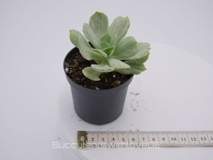 Echeveria 'Mocha' variegata - schöne und seltene Sukkulente - Vermehrungsblatt oder Pflanze