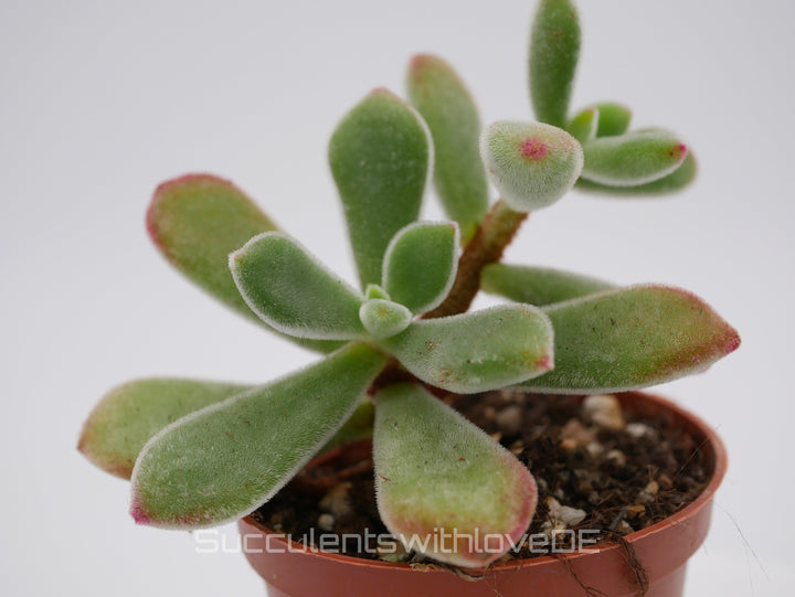 Echeveria pulvinata 'Ruby Blush' - seltene und schöne Sukkulente - Vermehrungsblatt oder Pflanze