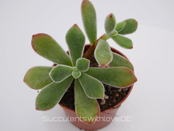 Echeveria pulvinata 'Ruby Blush' - seltene und schöne Sukkulente - Vermehrungsblatt oder Pflanze