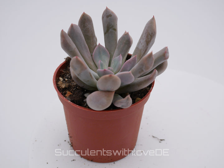 Echeveria 'Lilac spoon' - schöne und seltene Sukkulente - lila Sukkulente - Vermehrungsblatt oder Pflanze