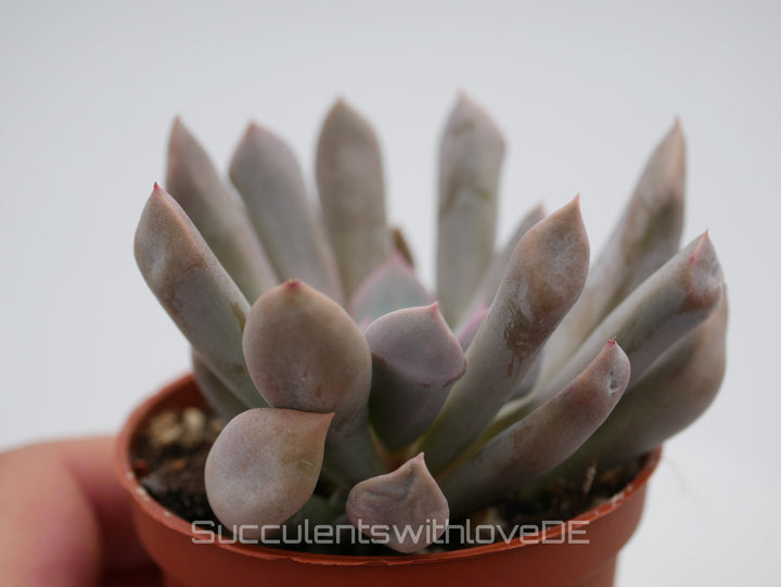 Echeveria 'Lilac spoon' - schöne und seltene Sukkulente - lila Sukkulente - Vermehrungsblatt oder Pflanze