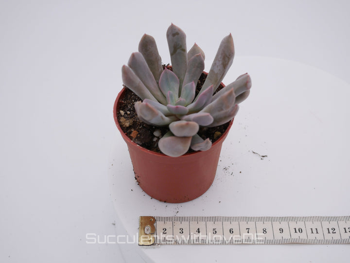 Echeveria 'Lilac spoon' - schöne und seltene Sukkulente - lila Sukkulente - Vermehrungsblatt oder Pflanze