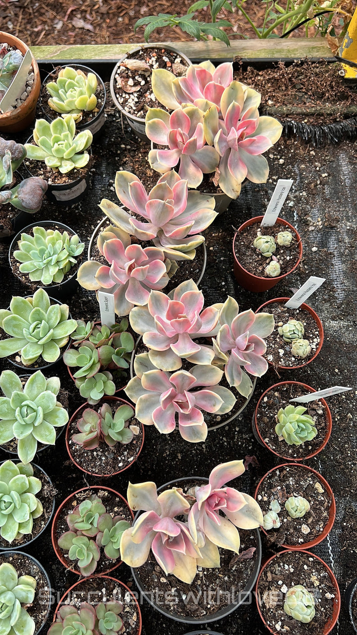 Echeveria Rainbow Cluster - Echeveria Regenbogen - schöne und sehr seltene Sukkulente - bunte Sukkulente - Pflanze
