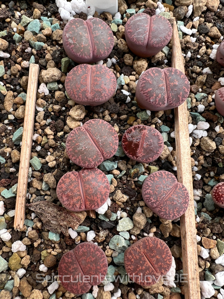 Lithops bromfieldii v. bromfieldii 'White Nymph' | Lithops Living Stone | Lebender Stein