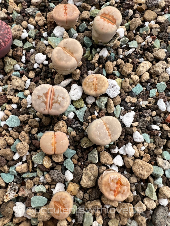 Lithops julii C183A 'Hot Lips' | Lithops Living Stone | Lebender Stein