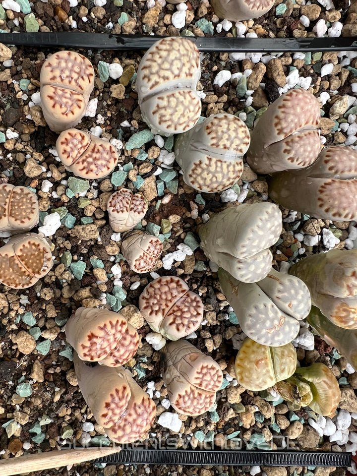 Lithops julii rouxii | double-Lithops | Living Stone | Lebender Stein