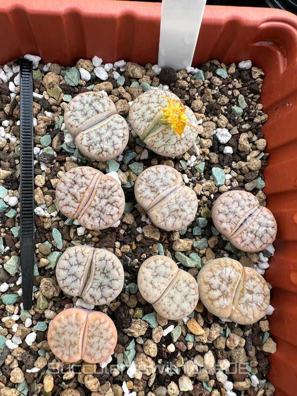 Lithops gracilidelineata 'café au lait' C309A | Lithops Living Stone | Lebender Stein