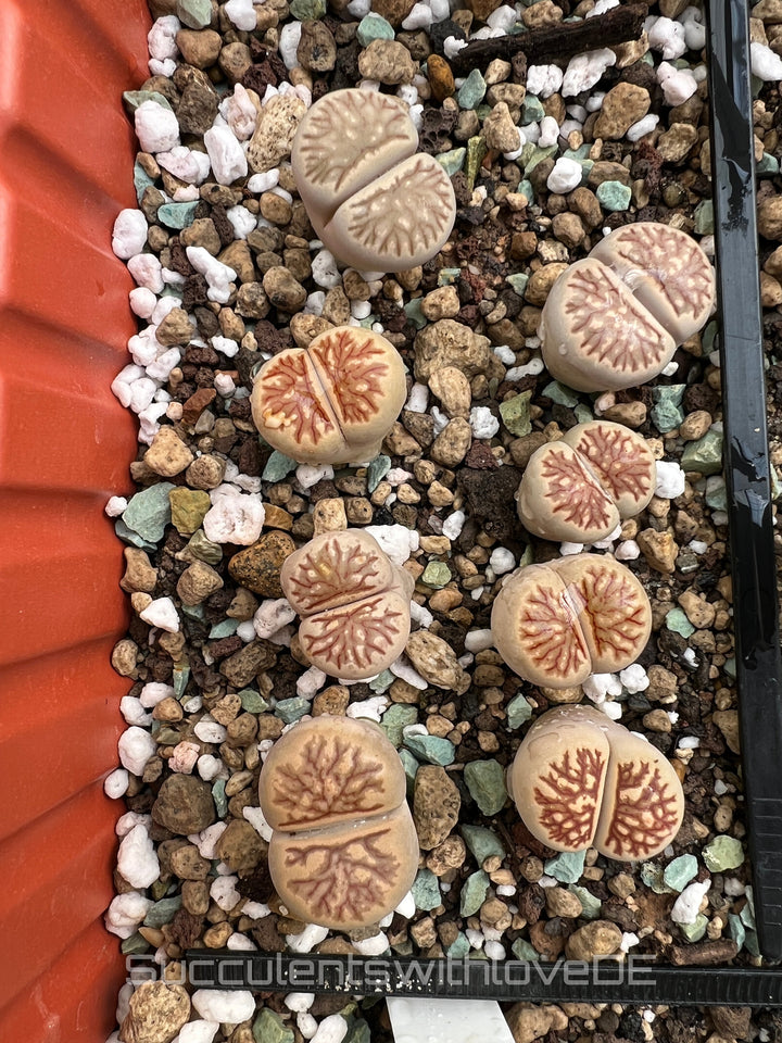 Lithops Julii kikucaseki | Lithops Living Stone | Lebender Stein