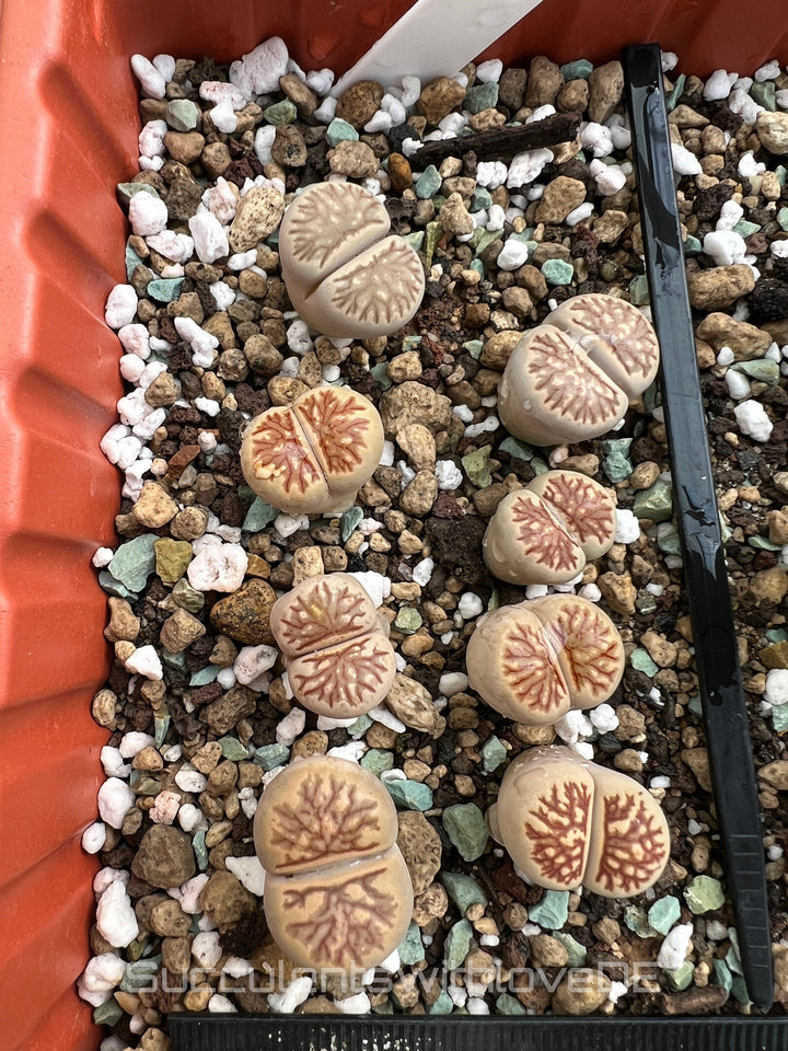 Lithops Julii kikucaseki | Lithops Living Stone | Lebender Stein