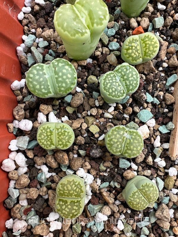 Lithops salicola 'Malachite' | Lithops Living Stone | Lebender Stein