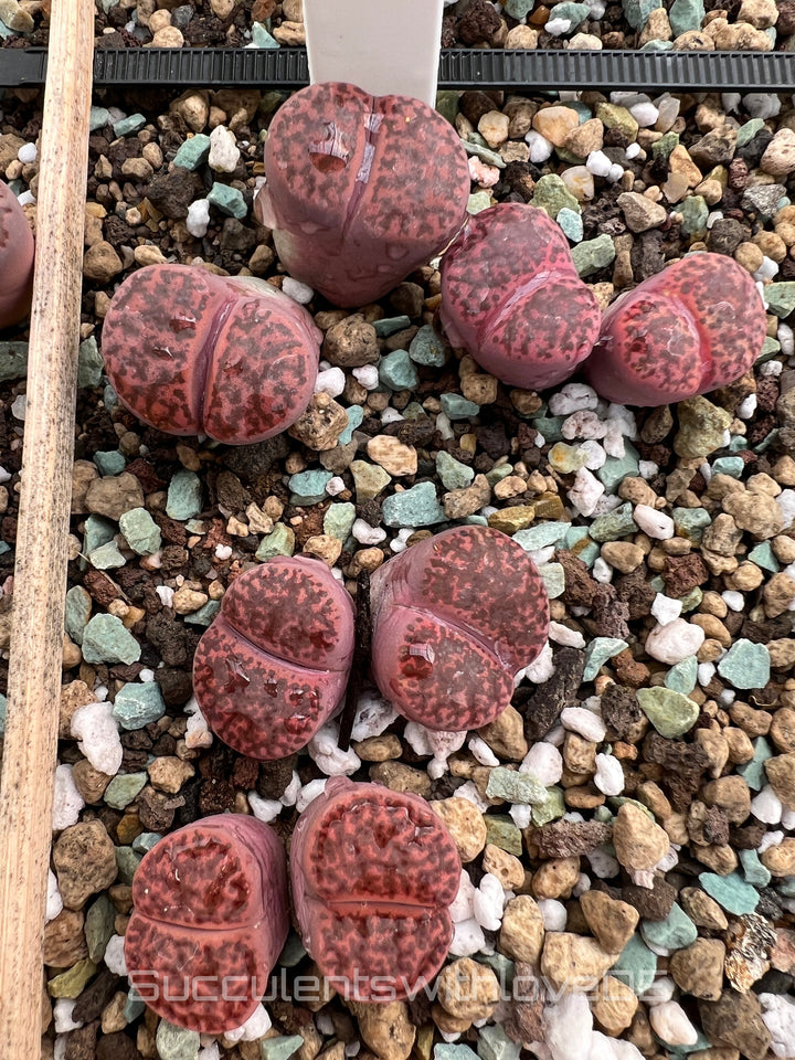 Lithops lesliei Fred's Redhead | double-head | Lithops Living Stone | Lebender Stein