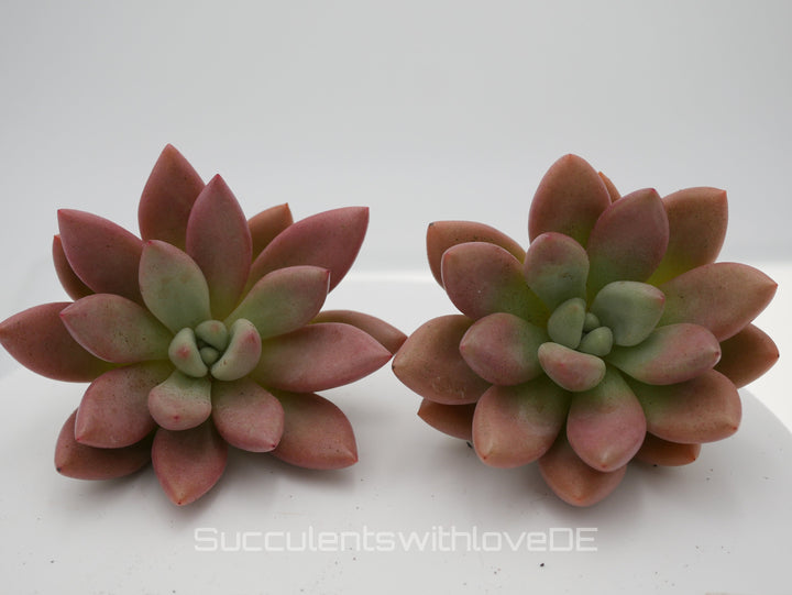 x Graptoveria Pink Donna - schöne und seltene Sukkulente - grün / rötliche Sukkulente - Vermehrungsblatt oder Pflanze