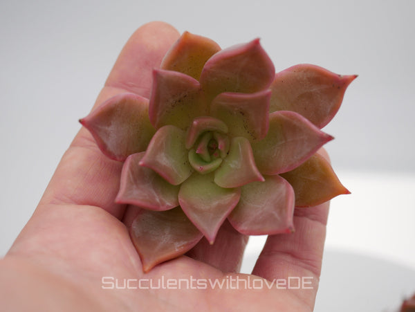 Echeveria 'Pink Champagne' - seltene und schöne Sukkulente - grün / pink / rötliche Sukkulente - Vermehrungsblatt oder Pflanze