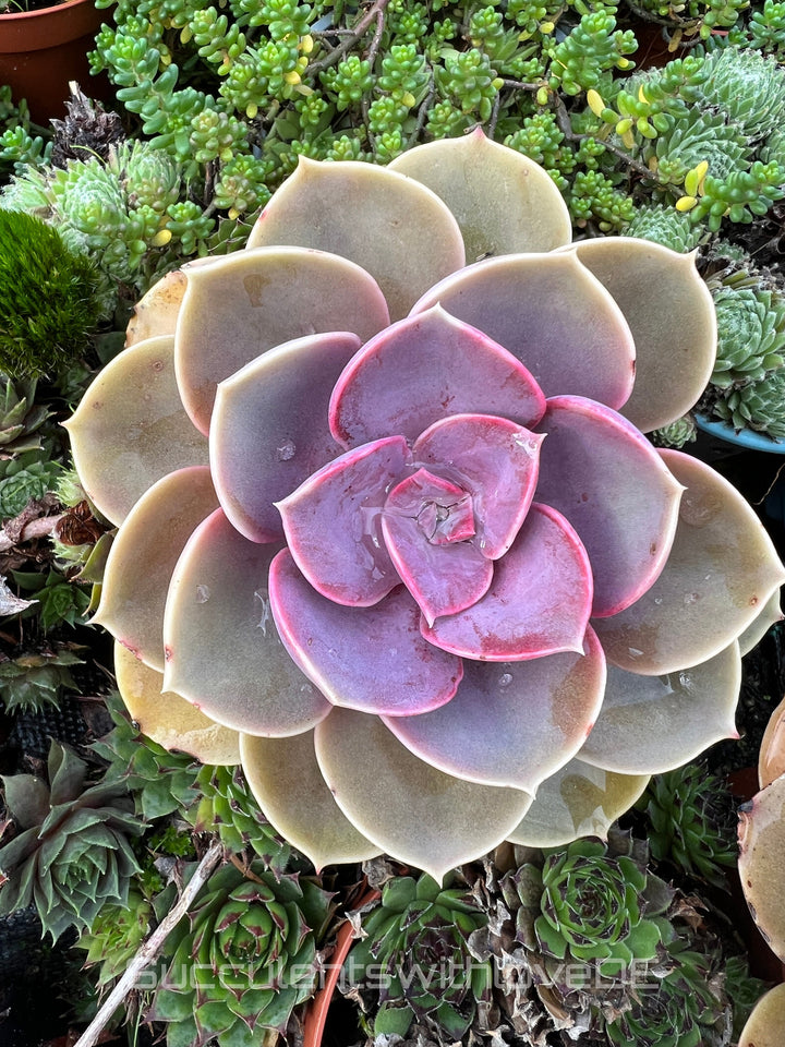 Echeveria „Perle von Nürnberg“ - schöne Sukkulente - Vermehrungsblatt oder Pflanze