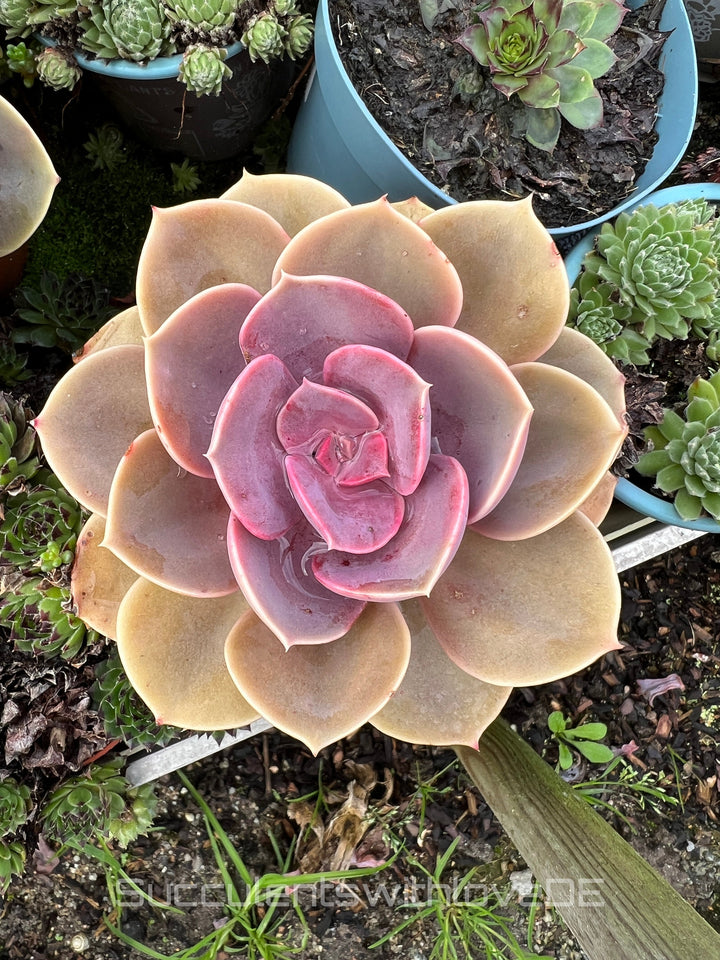 Echeveria „Perle von Nürnberg“ - schöne Sukkulente - Vermehrungsblatt oder Pflanze