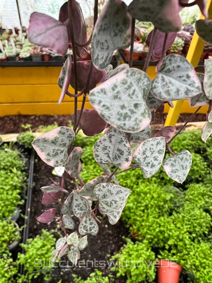 Ceropegia Woodii Variegata 'String of hearts' - schöne Sukkulente - Steckling oder Pflanze