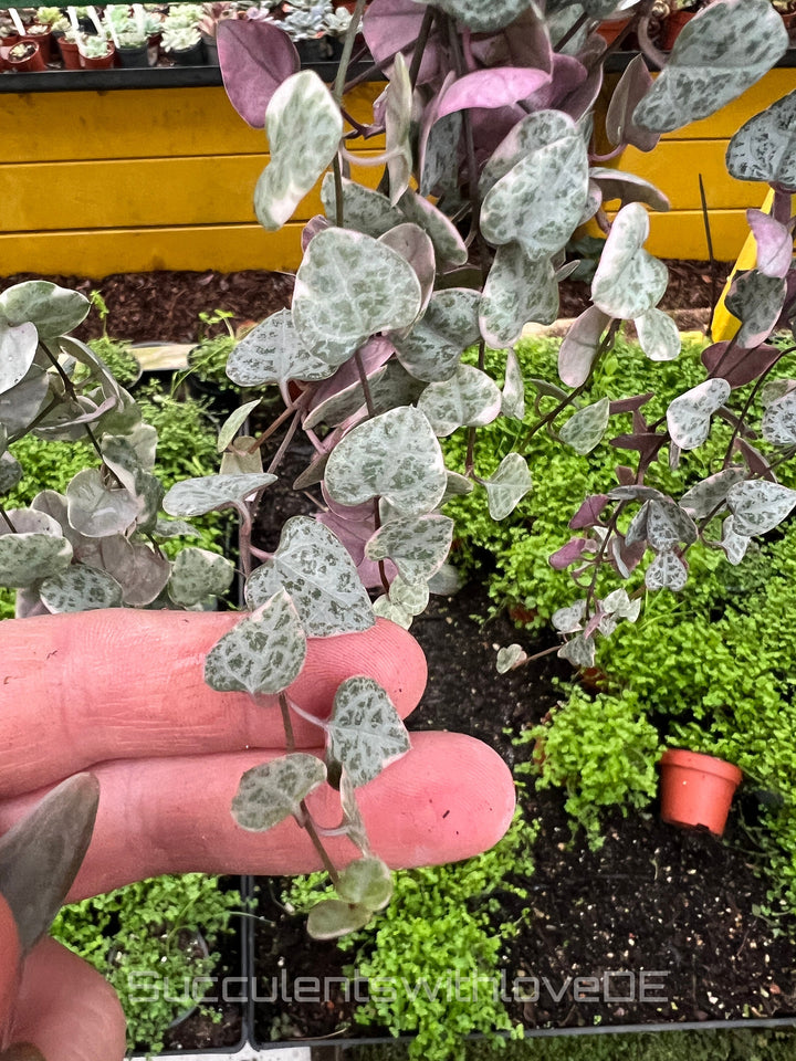 Ceropegia Woodii Variegata 'String of hearts' - schöne Sukkulente - Steckling oder Pflanze